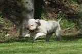 LAGOTTO 022
